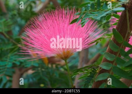 Surinam Powderpuff flower (Calliandra surinamensis). Called Pink Powder Puff, Pompon De Marin and Surinamese Stickpea also Stock Photo