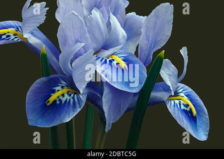 Harmony Dwarf Iris (Iris reticulata ‘Harmony’). Hybrid between Iris reticulata and Iris histrioides. Image of flowers isolated on dark background Stock Photo