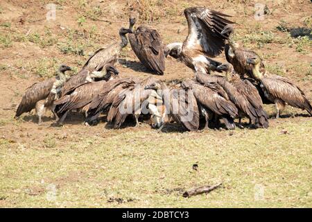 White-backed vulture fighting over prey in Gorongosa National Park in Mozambique Stock Photo
