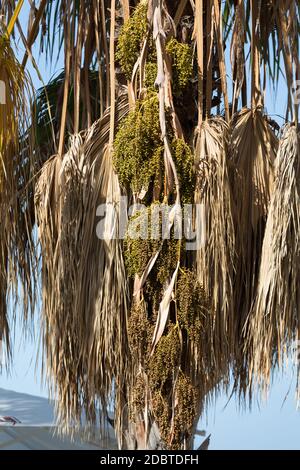 Seed head of Bangalow palm, Archontophoenix cunninghamiana Stock Photo