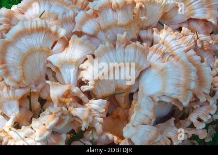 White-pored chicken of the woods (Laetiporus cincinnatus). Stock Photo