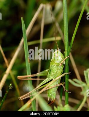 green grasshopper sitting on green grass in a natural setting, close-up Stock Photo
