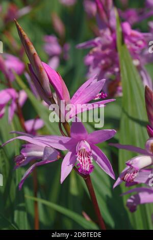 Hyacinth orchid (Bletilla striata). Called Chinese ground orchid also Stock Photo