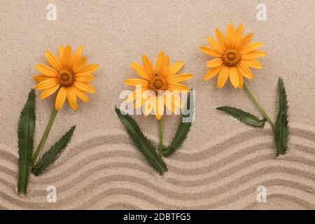 Conceptual image of yellow daisies growing from sand. View from above Stock Photo
