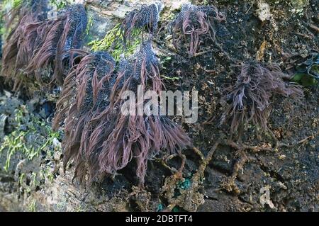 Chocolate tube slime molds (Stemonitis splendens). Called Hairy stemonitis also Stock Photo