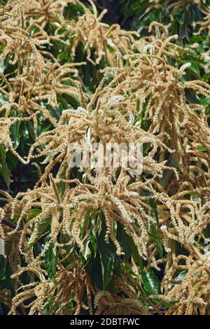 American chestnut (Castanea dentata) Stock Photo