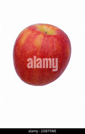 Cripps pink apple (Malus domestica Cripps Pink). Alternate name is Pink lady apple. Hybrid between Golden Delicious and Lady Williams apples. Image of Stock Photo