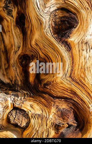 Texture of Swirls on Bristlecone Pine Tree Close Up Stock Photo