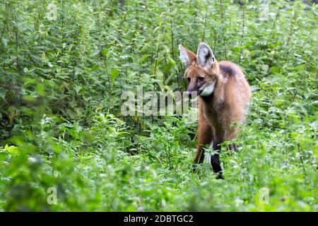 Maned wolf in the forest Stock Photo