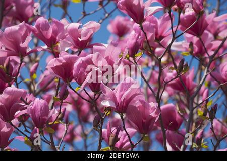 Galaxy magnolia (Magnolia Galaxy). Hybrid between Magnolia liliflora Nigra and Magnolia sprengeri Diva) Stock Photo