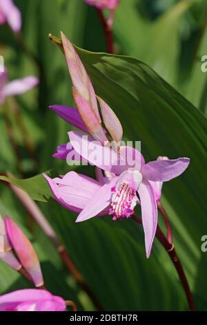 Hyacinth orchid (Bletilla striata). Called Chinese ground orchid also Stock Photo