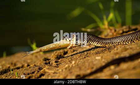 Grass snake, natrix natrix, holding a fish in mouth on riverbank in sunset. Dangerous reptile with patterned skin hunting a prey on sand. Wild creatur