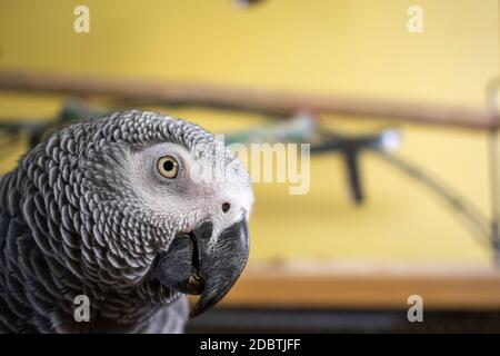 A Close up of an African Grey Parrot Looking at the Camera while on Top Her Cage Stock Photo