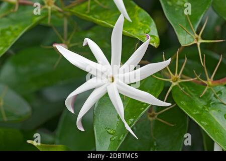 Angelwing jasmine (Jasminum nitidum). Called Shining jasmine, Confederate jasmine and Star jasmine also Stock Photo