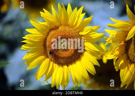 Bee on sunflower in summer Stock Photo