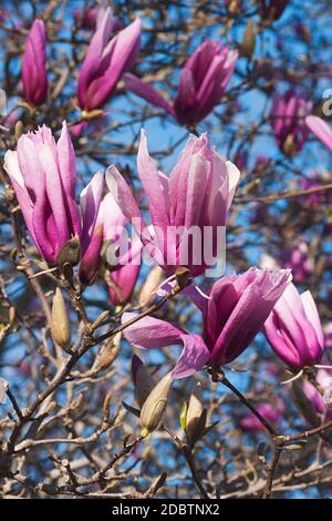 Girl hybrid magnolia Betty (Magnolia Betty). Hybrid between Magnolia liliflora Nigra and Magnolia stellata Rosea Stock Photo