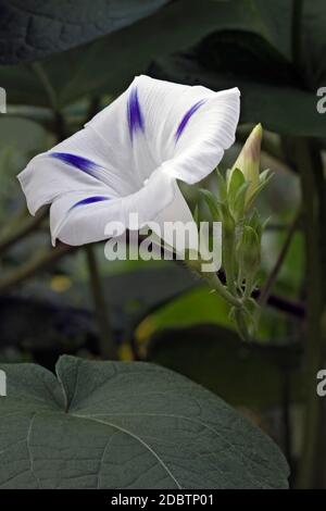 Mexican morning glory (Ipomoea tricolor) Stock Photo