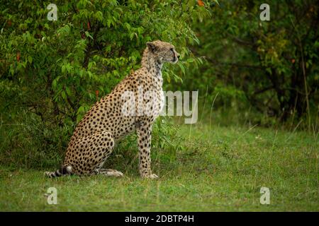 Female cheetah sits by bush in profile Stock Photo