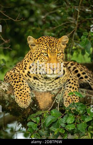 Leopard lies on lichen-covered branch looking down Stock Photo