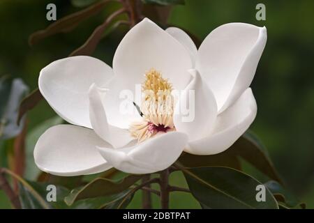 Southern magnolia (Magnolia grandiflora). Called  Evegreen Magnolia, Bull Bay, Bullbay Magnolia, Laurel Magnolia and Loblolly Magnolia also Stock Photo