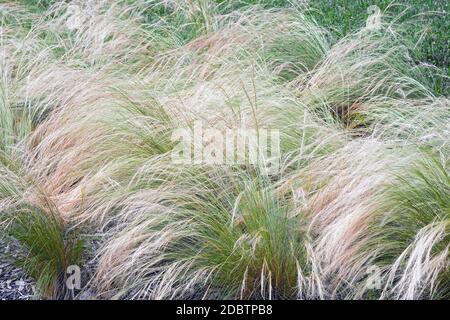 Mexican feathergrass (Nassella tenuissima). Called Finestem needlegrass, Fineleaved nassella  and Argentine needle-grass Stock Photo