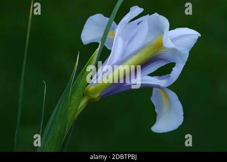 Dutch iris (Iris xiphium). Called Spanish iris also. Another scientific names are Iris lusitanica and Iris x hollandica. Lateral view of light blue fl Stock Photo