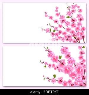 Sakura - two business cards. Decorative flowers of cherry with buds on the branches, a bouquet. Can be used for invitations, banners, posters. Stock Photo