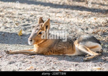 Patagonian Cavy Resting in a Sanctuary Stock Photo