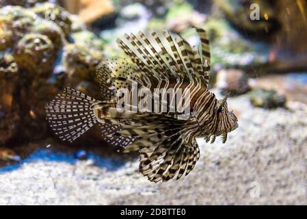 A Venomous Lionfish swimming in fish tank. It is a popular marine aquarium fish. The red lionfish, (Pterois volitans) is a venomous coral reef fish in Stock Photo