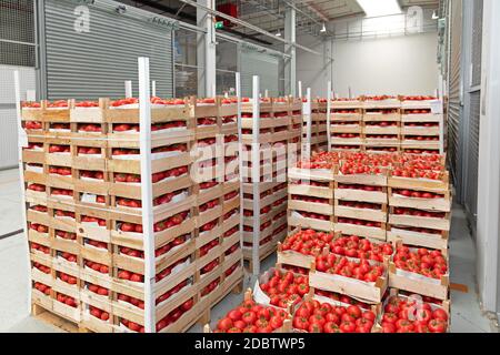 Crates of Red Tomato in Warehouse Storage Stock Photo