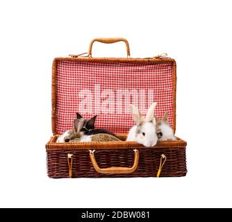 Four Rabbits baby bunny sitting in brown wicker suitcase, isolated on white background Stock Photo