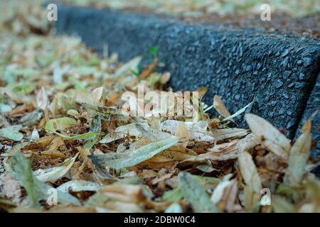 Cerb and lime blossom plant on a road close-up Stock Photo