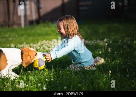 Young 2-3 years old caucasian baby girl playing with beagle dog in garden. Dog chasing a girl with a toy on grass in summer day Stock Photo