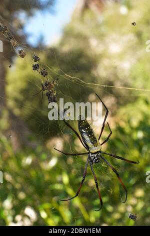 Red legged golden orb weaver spider female - Nephila inaurata madagascariensis, resting on her nest, sun over blurred bushes in background. Stock Photo