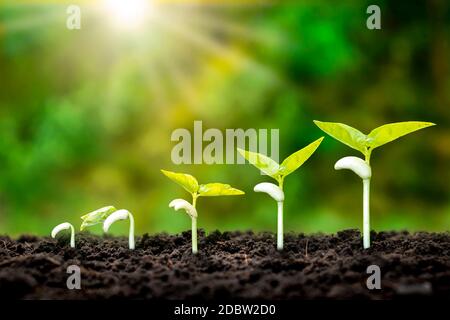 The sequence of seedling development of plants grown on the ground, including green backgrounds, the concept of plant growth and agriculture. Stock Photo