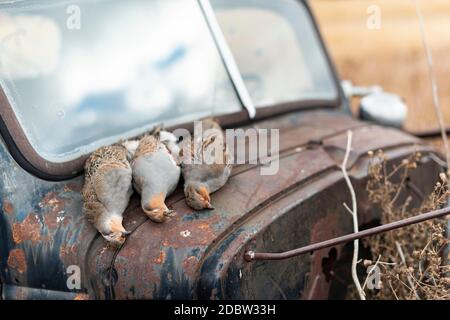 Partridge Hunting in North Dakota Stock Photo