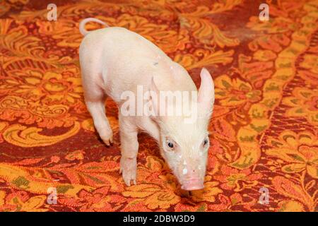 Small baby piglet pet posing at blanket Stock Photo