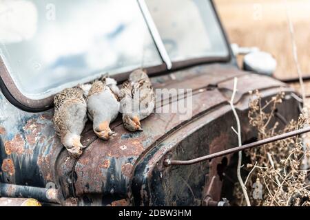 Partridge Hunting in North Dakota Stock Photo