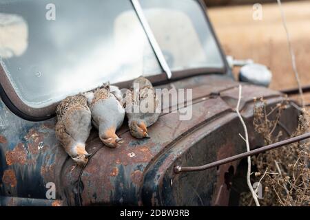 Partridge Hunting in North Dakota Stock Photo