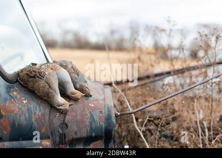 Partridge Hunting in North Dakota Stock Photo