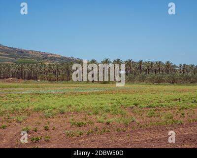 Date palms trees plantation. Tropical agriculture industry in Kibbutz Degania, Israel. Stock Photo