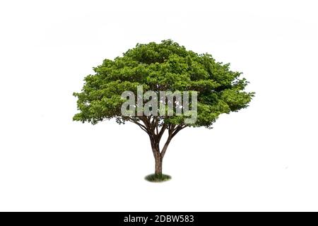 East Indian walnut tree, green rain tree or monkey pod on a white background with the clipping path. Stock Photo