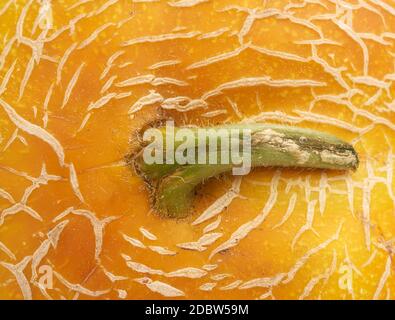 yellow ripe melon texture, full frame, close up Stock Photo