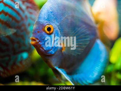 Blue Discus fish detailed close up in the aquarium. Fishkeeping theme. Stock Photo