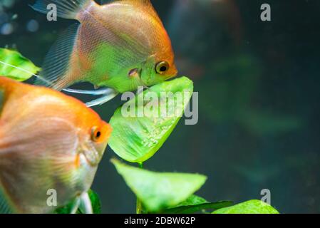 Pair of Gold Pterophyllum Scalare in aqarium, yellow angelfish guarding eggs. Roe on the leaf. selective focus Stock Photo