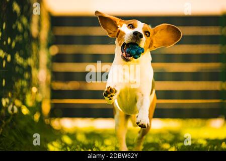 Cute Beagle dog running happy over the yard with a blue ball towards camera. Dog fetching toy. Stock Photo