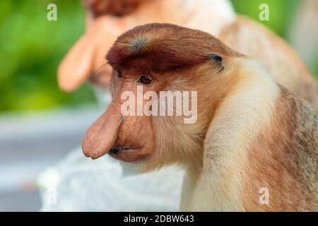 The proboscis monkey (Nasalis larvatus) or long-nosed monkey is a reddish-brown arboreal Old World monkey with an unusually large nose. It is endemic Stock Photo
