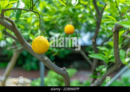 yellow lemon on a green tree. Stock Photo