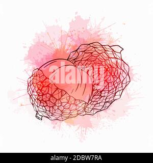 Sketch lychee tropical fruit illustration with pink and red watercolor splashes. Whole and half berries. Exotic delicious delicacy. Vector colorful ou Stock Vector