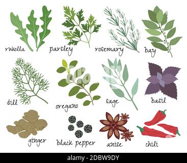 Set of vector illustrations of herbs and spices with sprigs of fresh rosemary  rocket  parsley  bay leaves  dill  oregano  sage  basil  root ginger  b Stock Vector